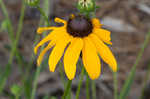 Missouri orange coneflower